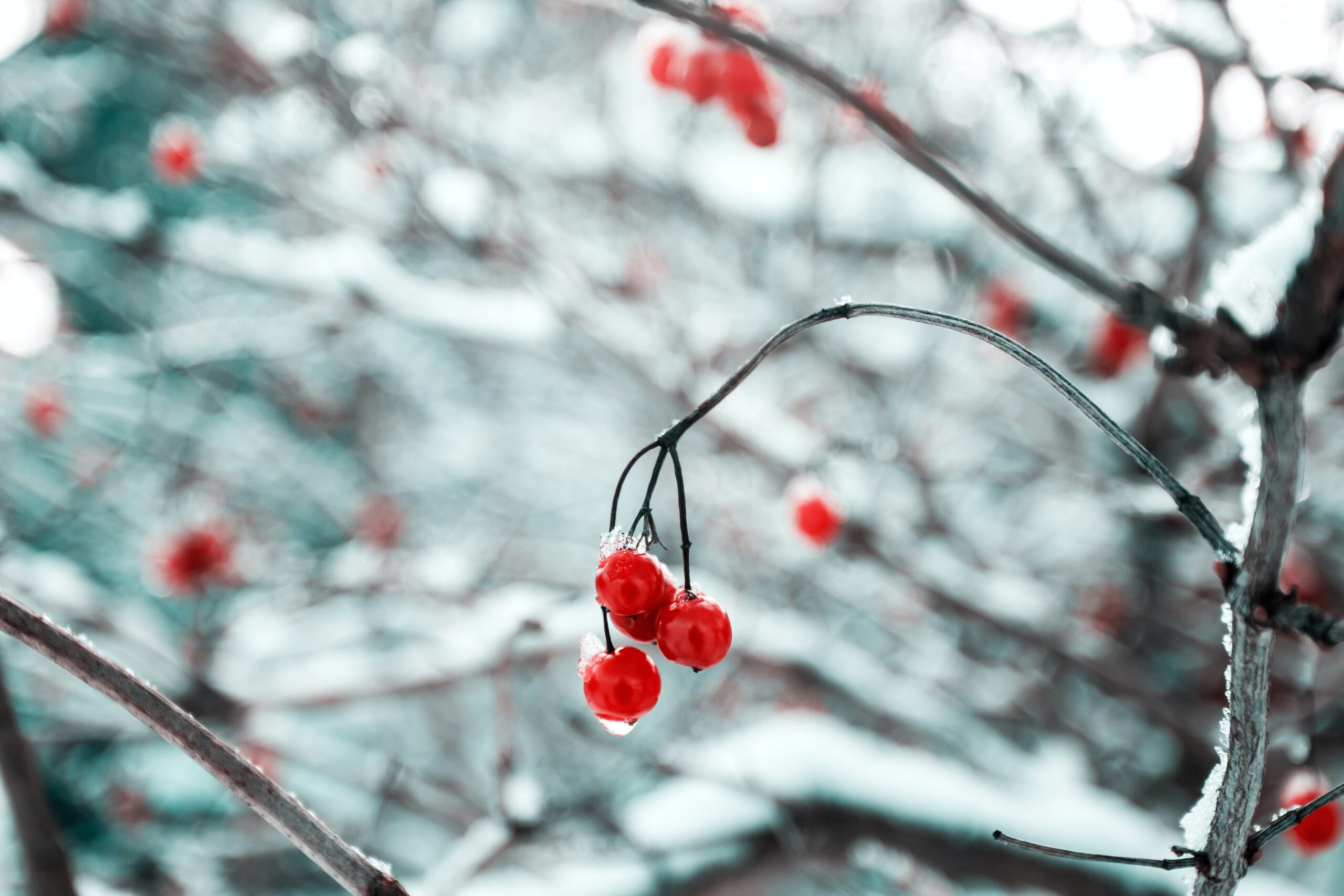 Embracing Winter Farewells: Independent Funeral Director in Congleton
